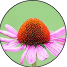Category