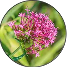 Click here to see the products of category Valeriana