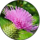 Click here to see the products of category Milk Thistle