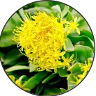 Click here to see the products of category Rodiola