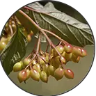 Click here to see the products of category Boswellia