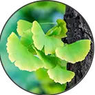 Click here to see the products of category Gingko Biloba