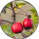 Click here to see the products of category Cratigos