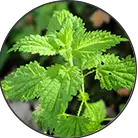 Click here to see the products of category Nettle