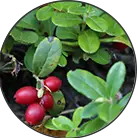 Click here to see the products of category Uva Ursi