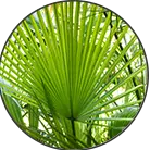 Click here to see the products of category Saw Palmetto