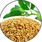 Click here to see the products of category Trigonella