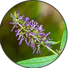 Click here to see the products of category Agnus Castus