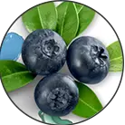 Click here to see the products of category Blueberry