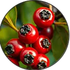 Click here to see the products of category Guarana