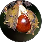 Click here to see the products of category Hippocastanum