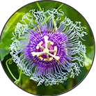 Click here to see the products of category Passion Flower