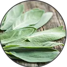 Click here to see the products of category Salvia