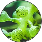 Click here to see the products of category Phytosterols