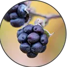 Click here to see the products of category Resveratrol