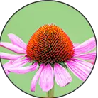 Category