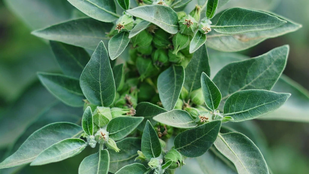Ashwagandha (Ασβαγκάντα): Οφέλη, Δοσολογία και Παρενέργειες