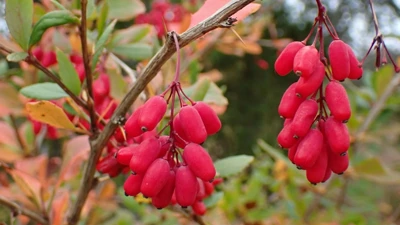 Βερβερίνη (Berberine): Οφέλη, Δοσολογία και Παρενέργειες