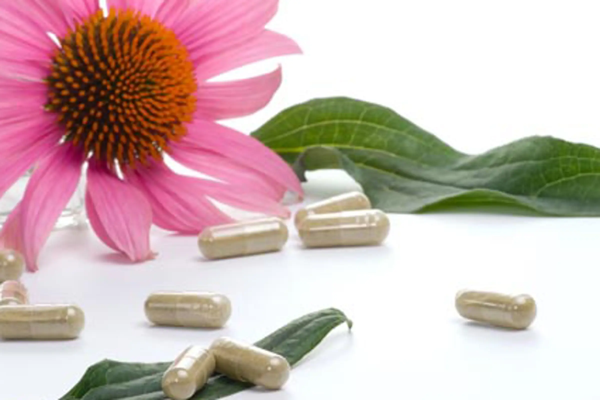 Echinacea, ένα βότανο με μοναδική δράση στο ανοσοποιητικό
